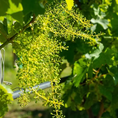 팜스테이 Relais La Dolce Vite *