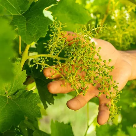 Relais La Dolce Vite 산벤데미아노