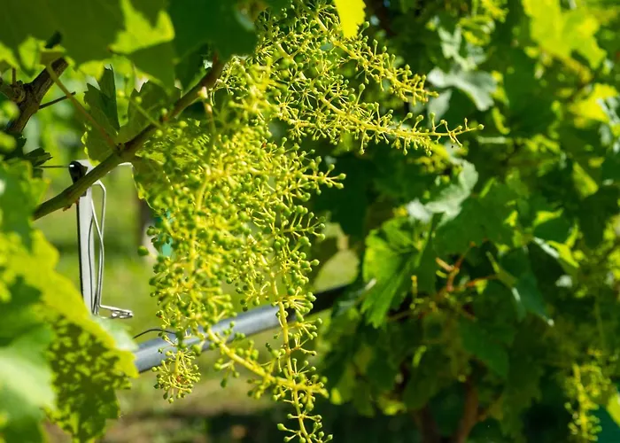 Farmház Relais La Dolce Vite *