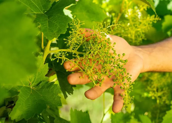 Relais La Dolce Vite San Vendemiano