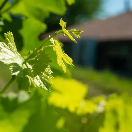Relais La Dolce Vite Farm stay *
