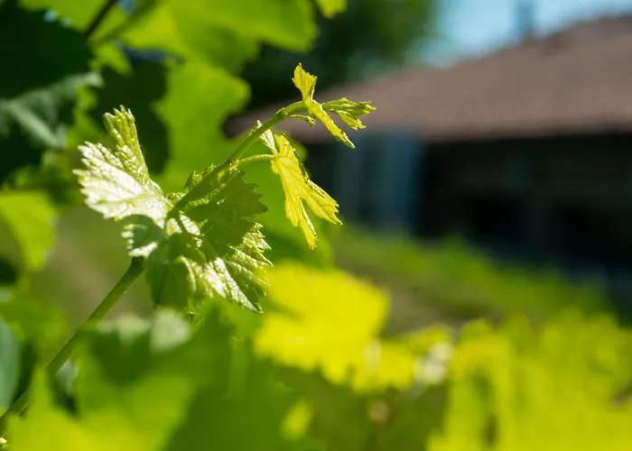 Relais La Dolce Vite Alloggio per agriturismo *